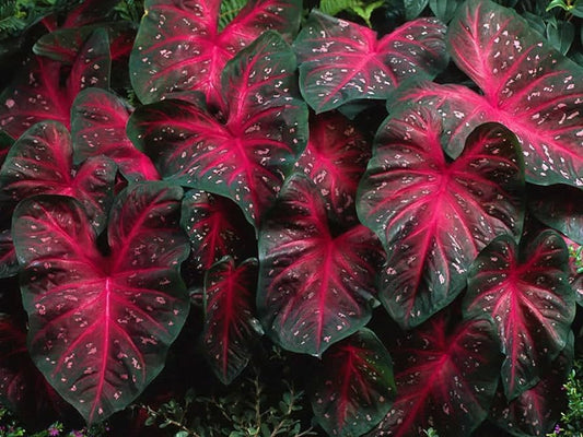 Caladium Red Flash plant leafs