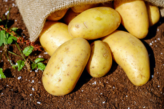 Aardappels Moestuin Potatoes Plants Gardening