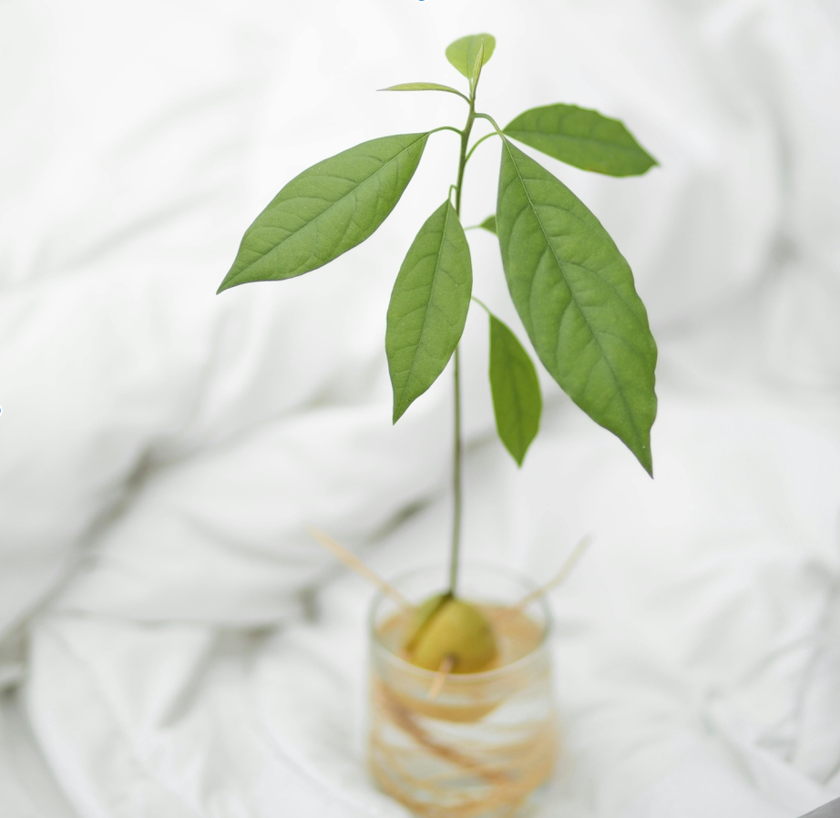 avocado pit planten in water