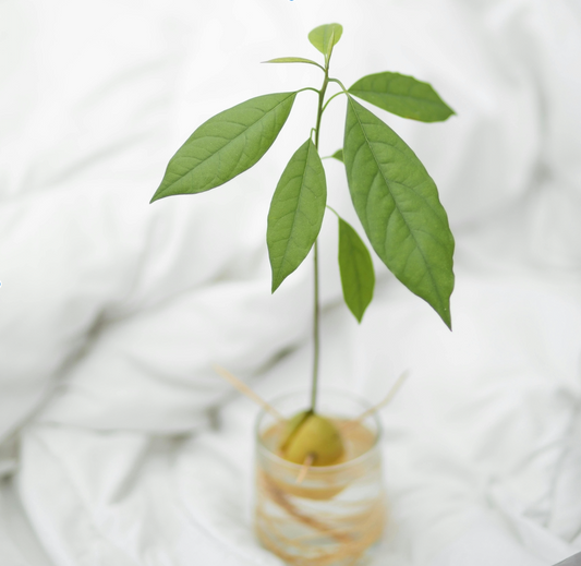 avocado pit planten in water