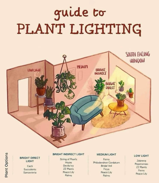 Plant Lighting Guide