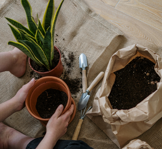 Plant Verpotten Repotting