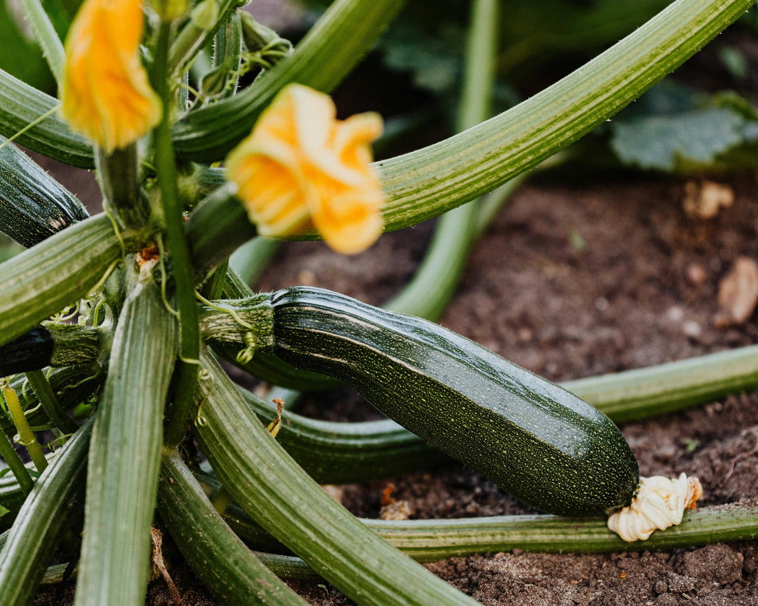 courgette plant moestuin gardening