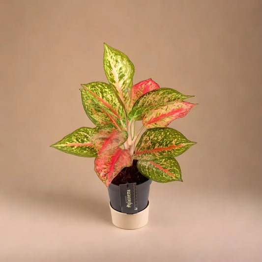 Aglaonema Paradise Red Kamerplant Plant