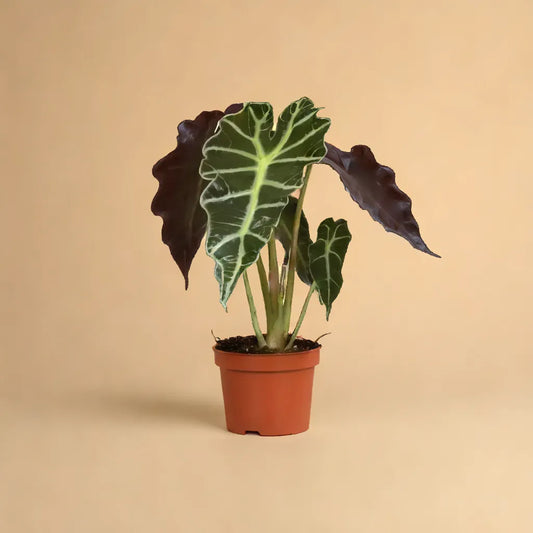 Alocasia Amazonica Polly