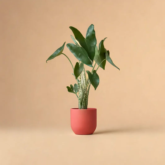 Alocasia Zebrina (Elephant's Ear)