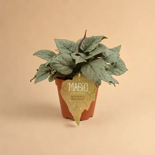 Begonia Rex Bolero plant