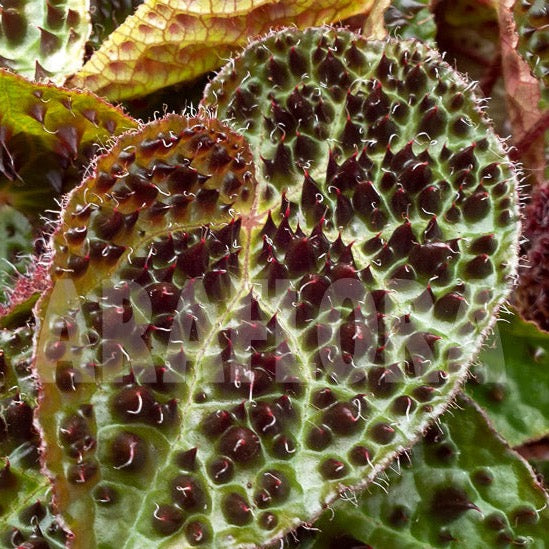 Begonia Rex Ferox Plant spiky leaf closeup