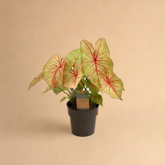 Caladium autumn beauty plant product picture