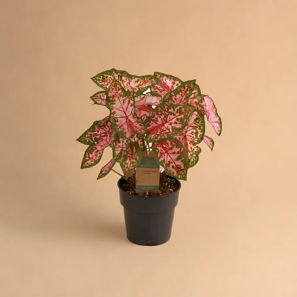 Caladium Tapestry plant picture on beige background