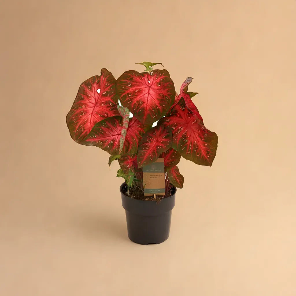 Caladium Red Flash plant product photo