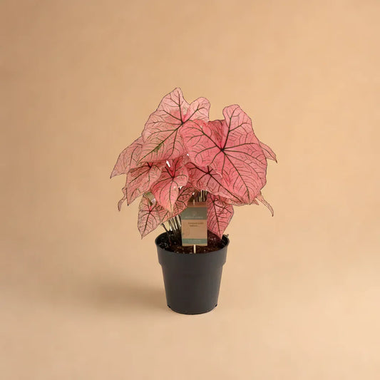 Caladium Spring Fling plant in pot product picture