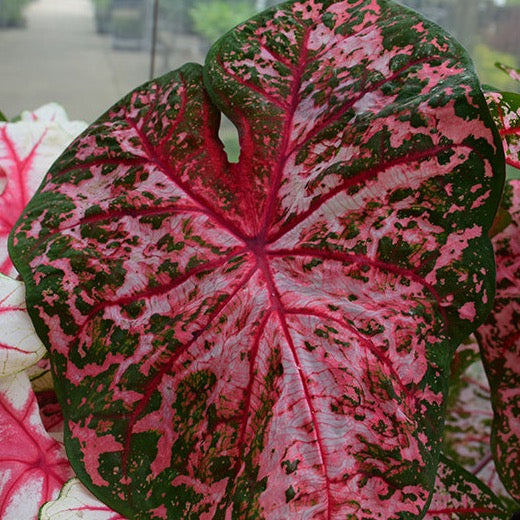 Caladium Carolyn Wharton Plant leaf closeup