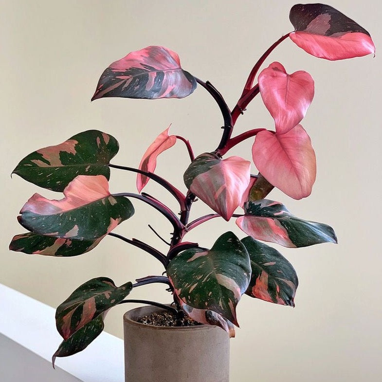 philodendron pink princess in pot