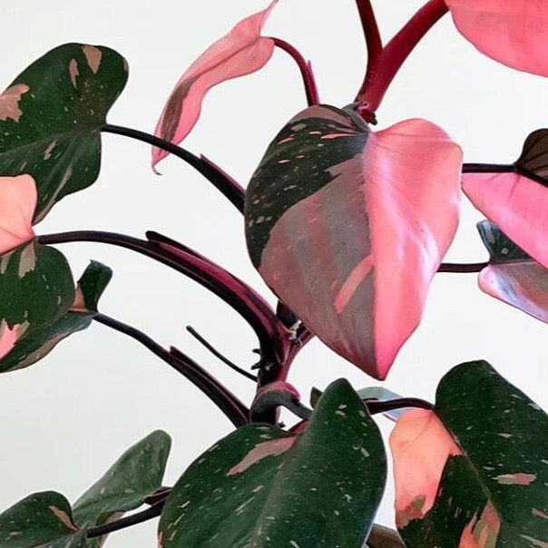 philodendron pink princess closeup