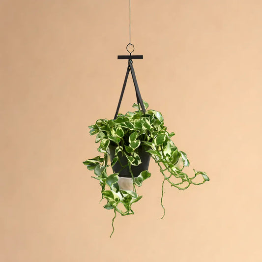 Scindapsis Epipremnum Njoy hanging plant