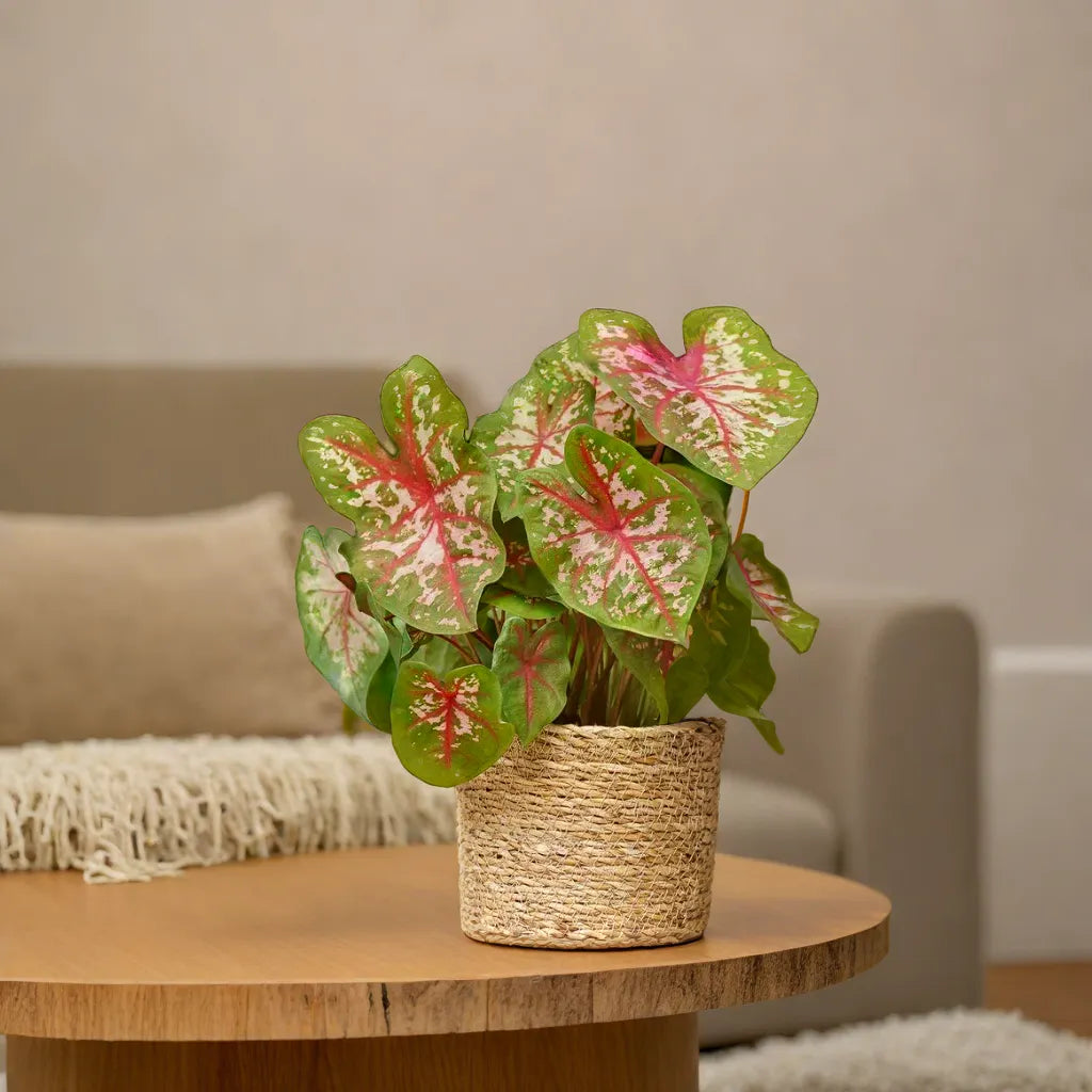 Caladium Carolyn Wharton Plant interior on table