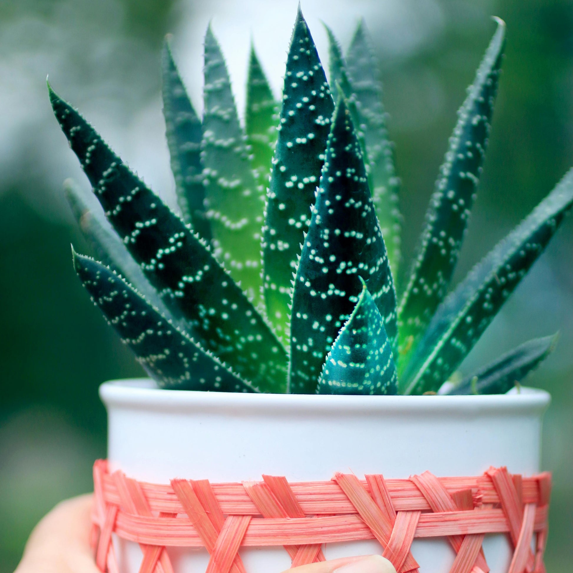 Aloe PlantMix Box closeup zebra variant in hand