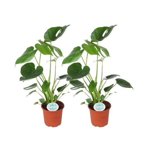 Monstera Deliciosa Duo (2 pieces) | PlantMix Box