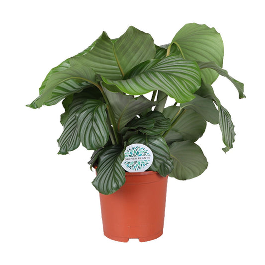 Calathea Orbifolia - Ø21cm - ↕70cm