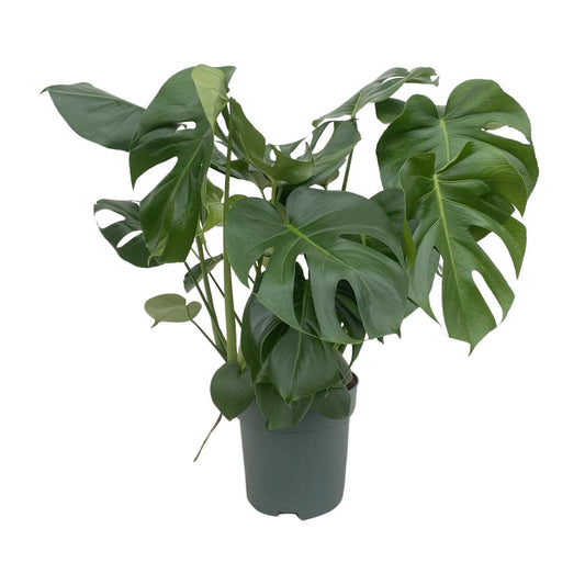 Monstera Deliciosa