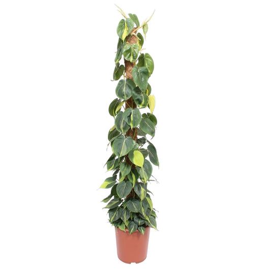 Philodendron Scandens Brasil Moss Stick XL | 150 cm - ø27