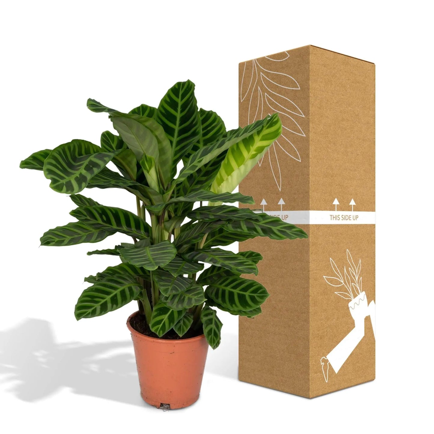 Calathea Zebrina - Peacock plant - 80cm - Ø19