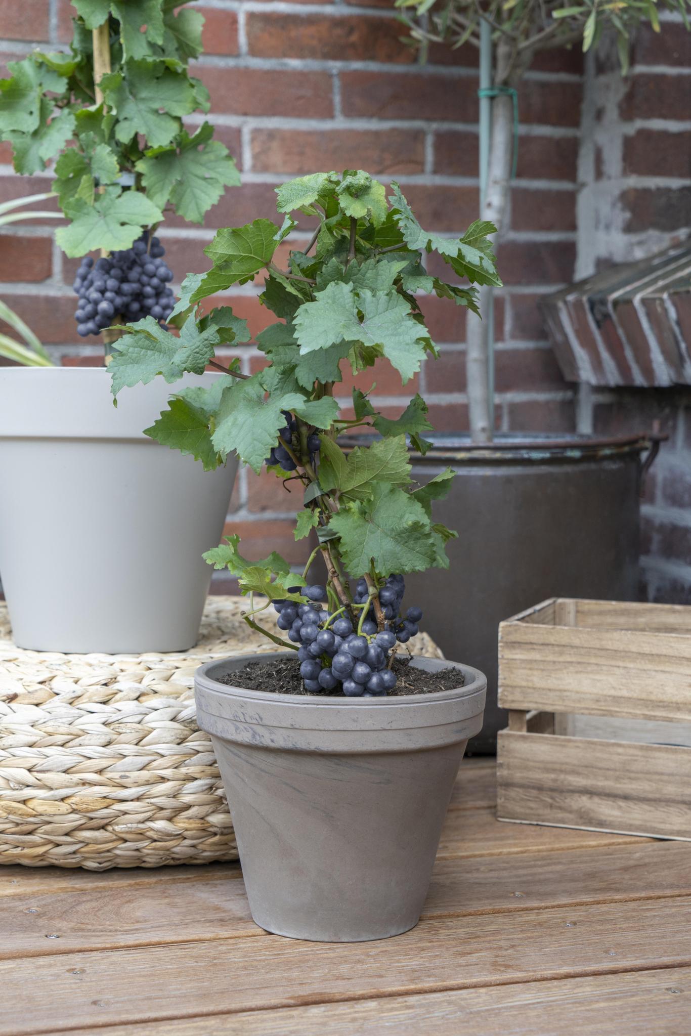 Vitis Pixie Pinot Noir - Blue wine grape - Ø14 - ↨30cm