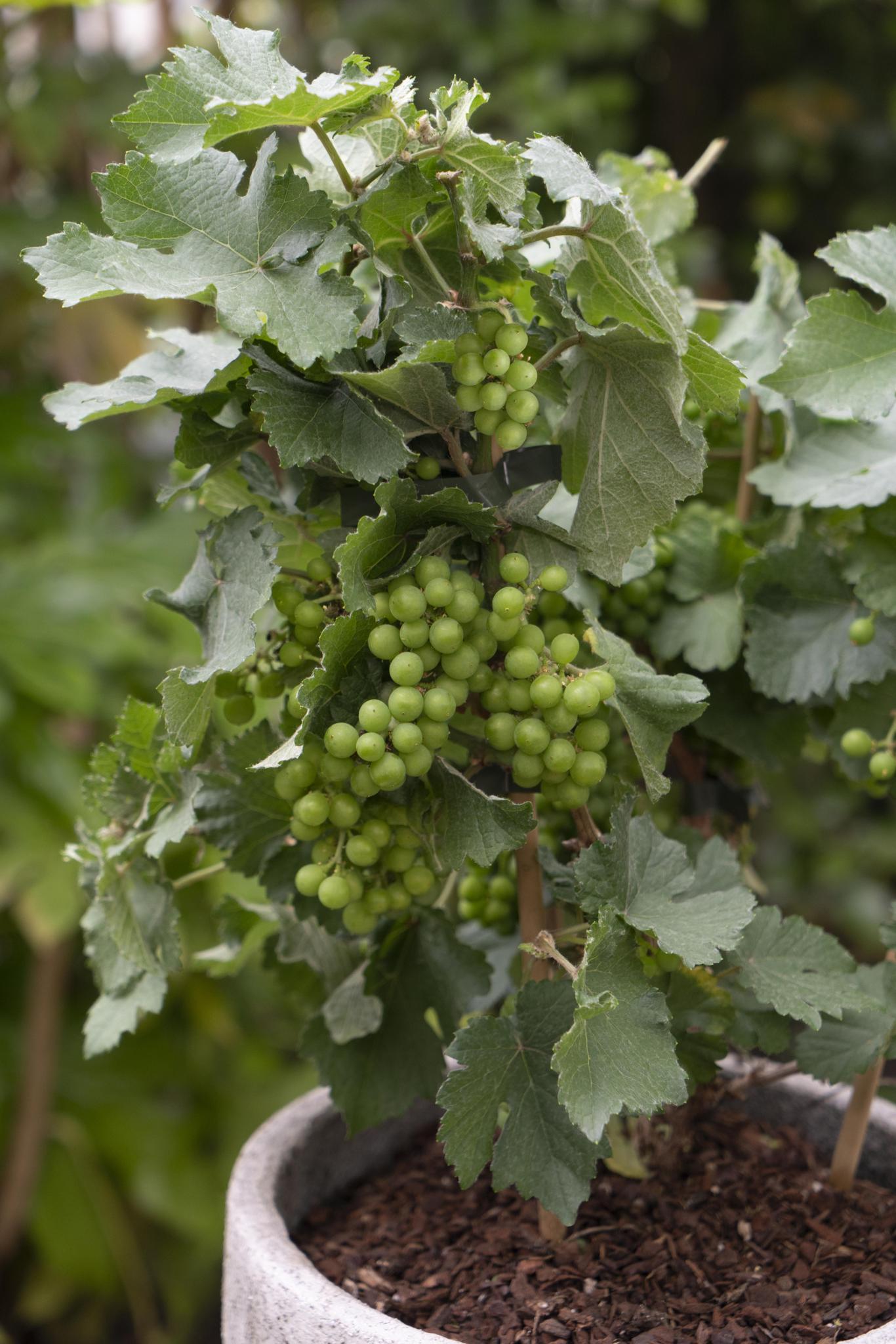 Vitis Pixie Riesling - White wine grape - Ø14 - ↨30cm