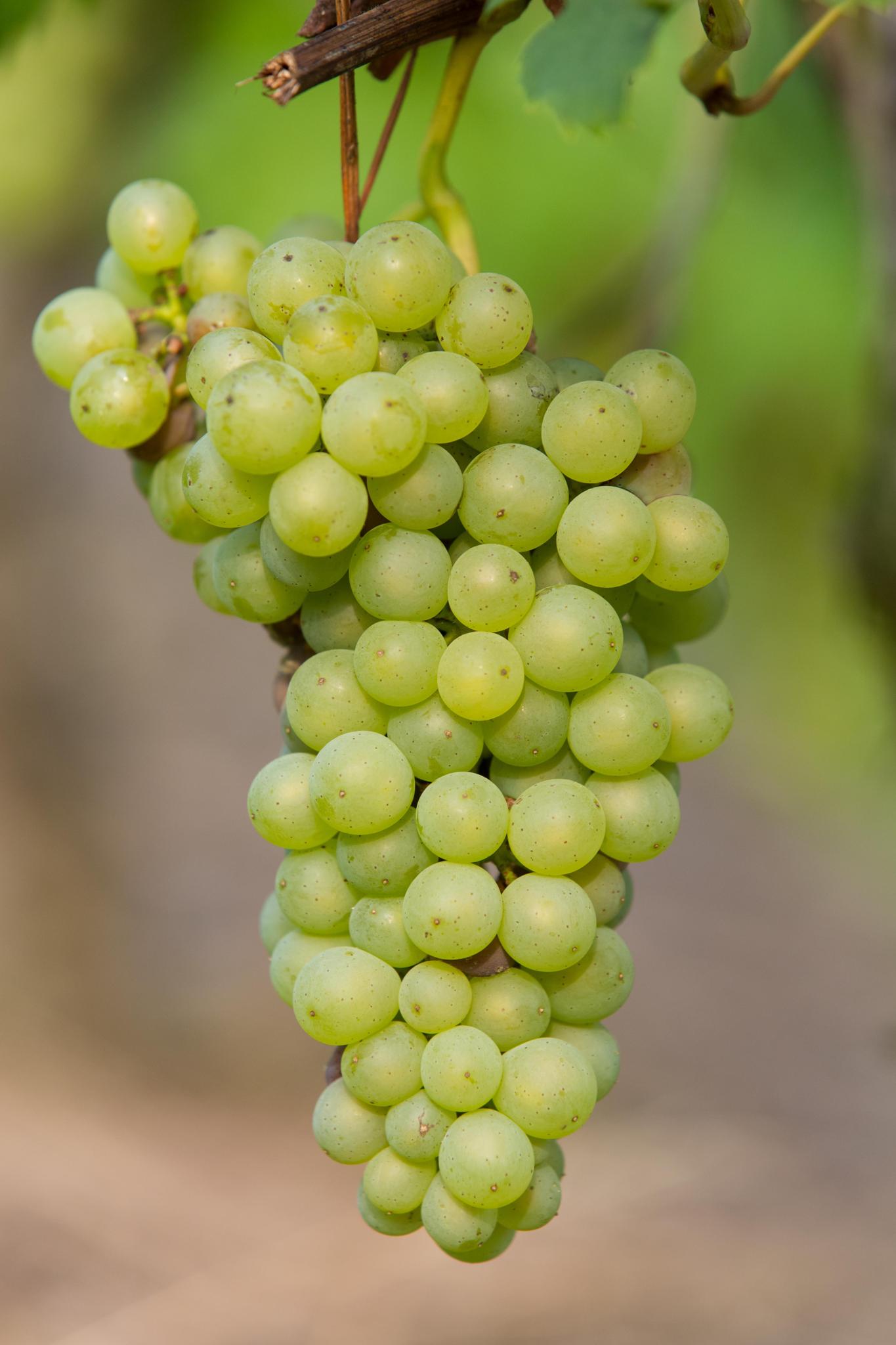 Vitis vinifera 'Johanniter' - White Grape