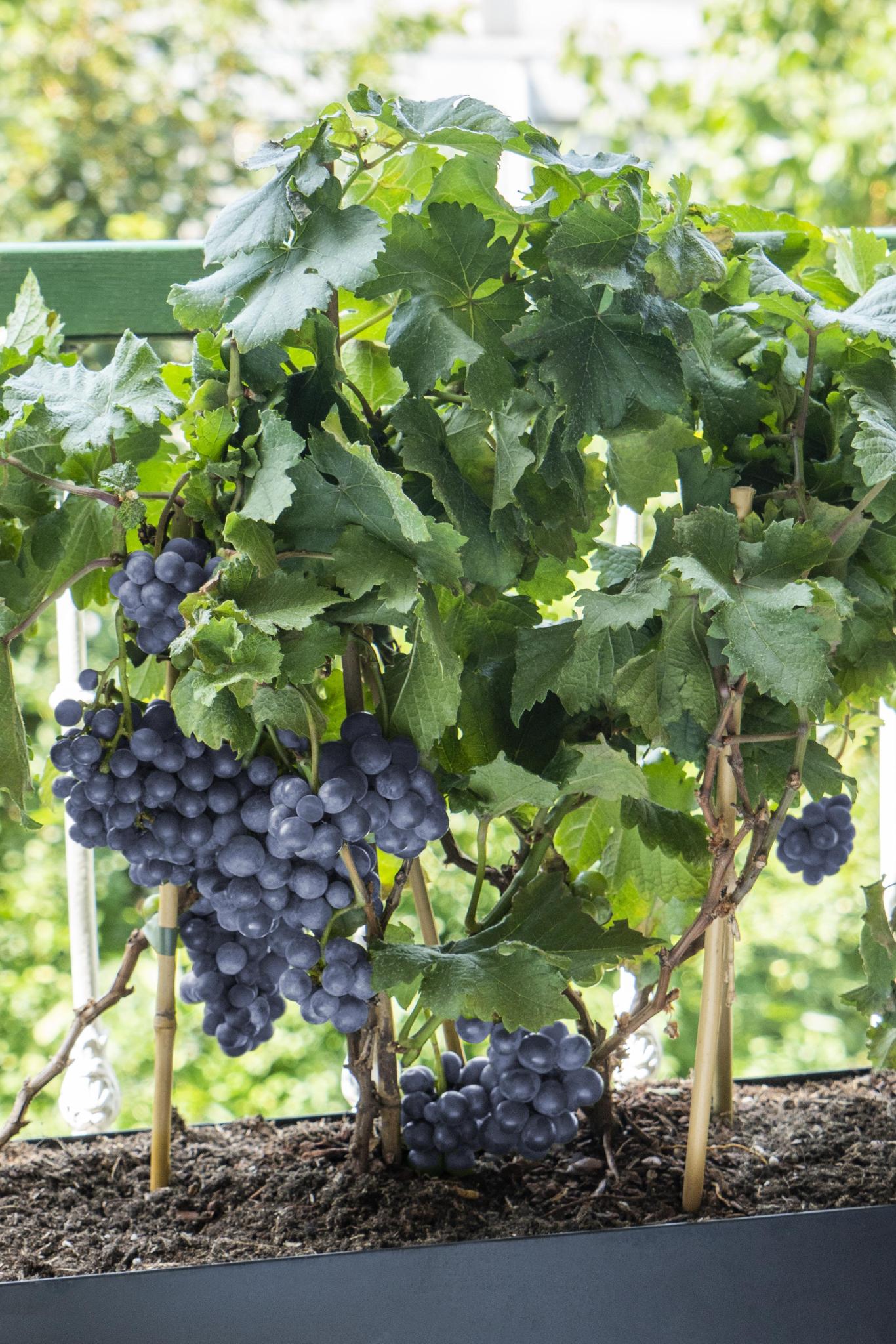 Vitis Pixie Pinot Noir - Blue wine grape - Ø14 - ↨30cm