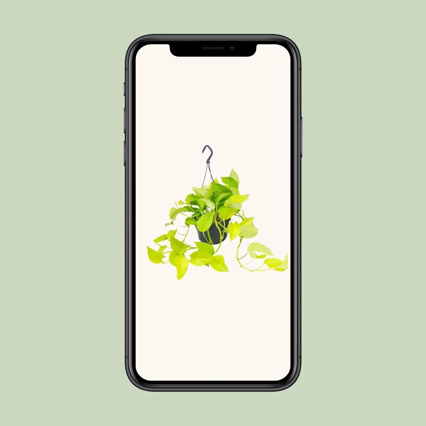 Epipremnum Golden Pothos - Ø15 - ↨25cm