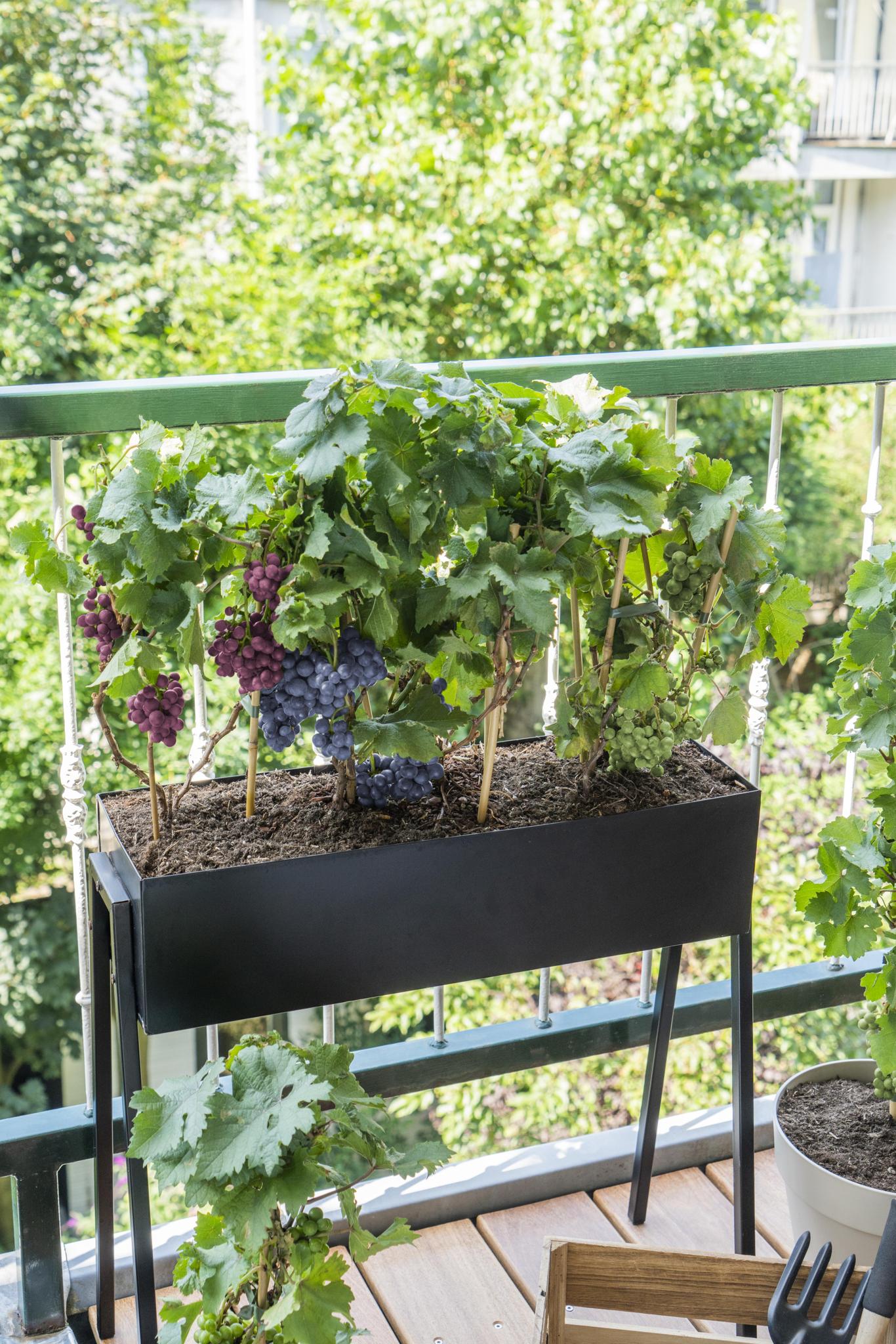 Vitis Pixie Pinot Noir - Blaue Weintraube - Ø19 - ↨65cm