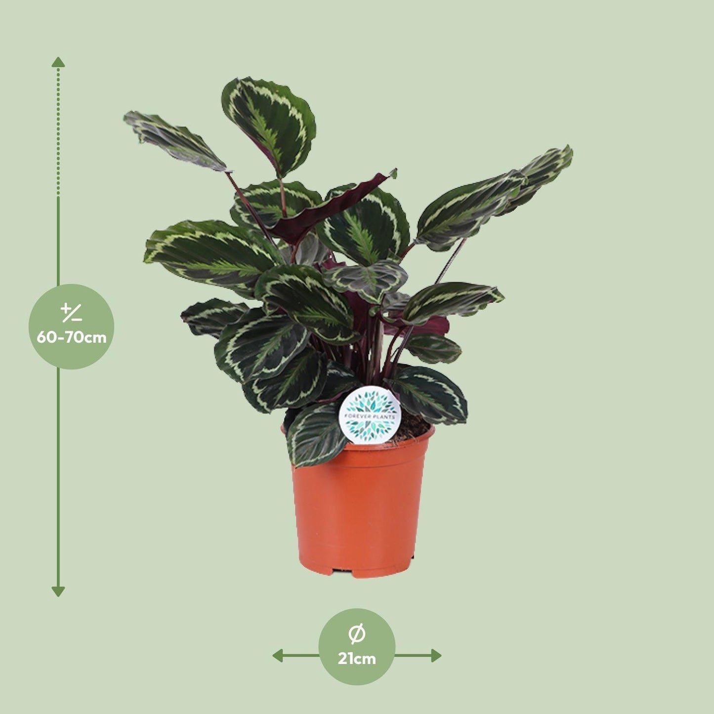 Calathea-Medaillon – Ø21 cm – ↕70 cm