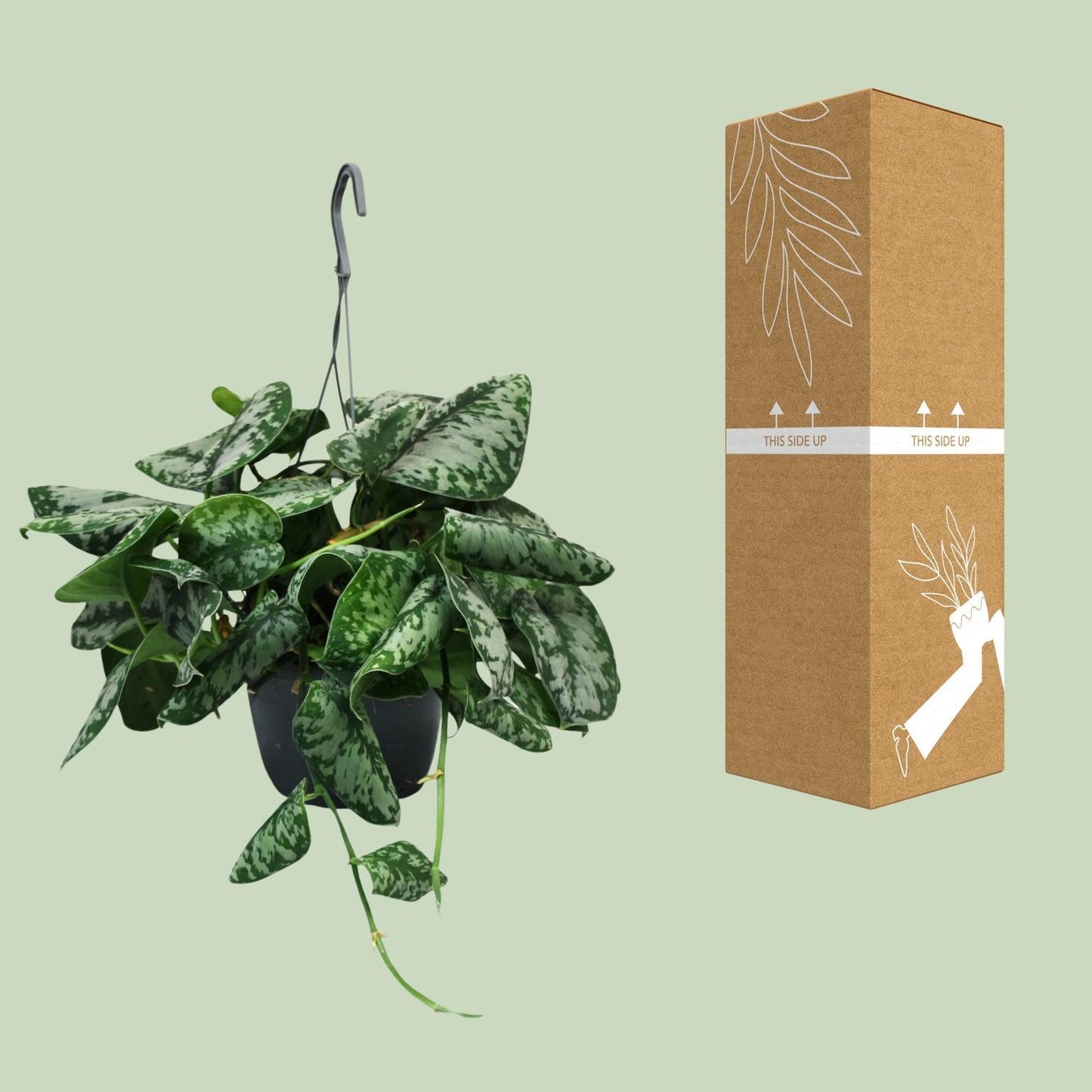 Scindapsus Epipremnum pictus Kamerplant Hangplant box