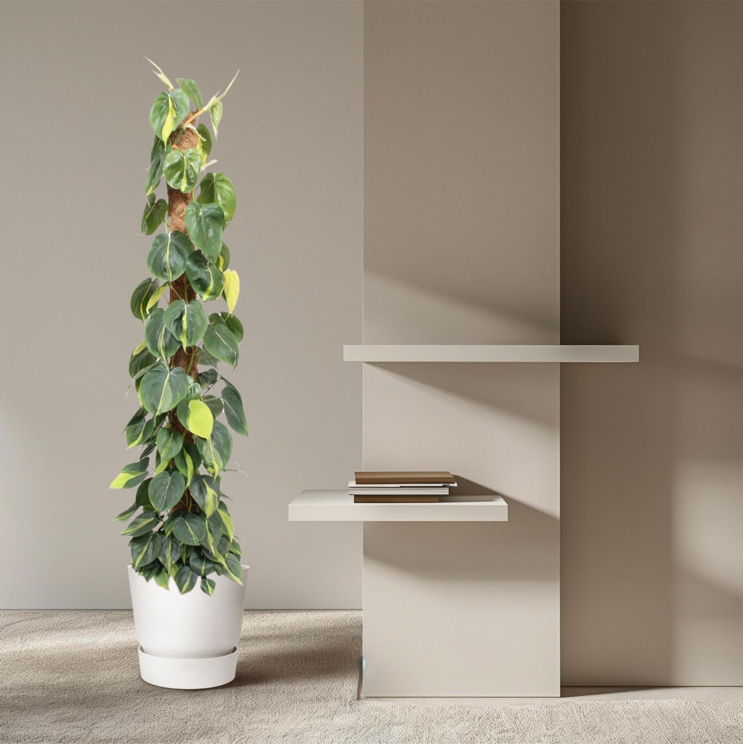 Philodendron Scandens Brasil Moss Stick XL | 150 cm - ø27