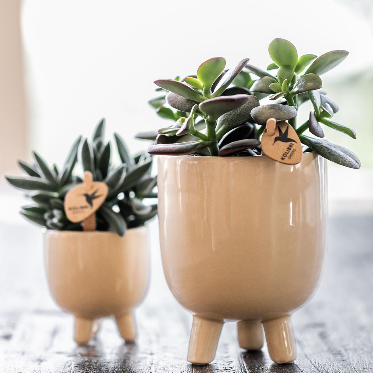 Hummingbird Home | Combi deal - Gummy travertine pots