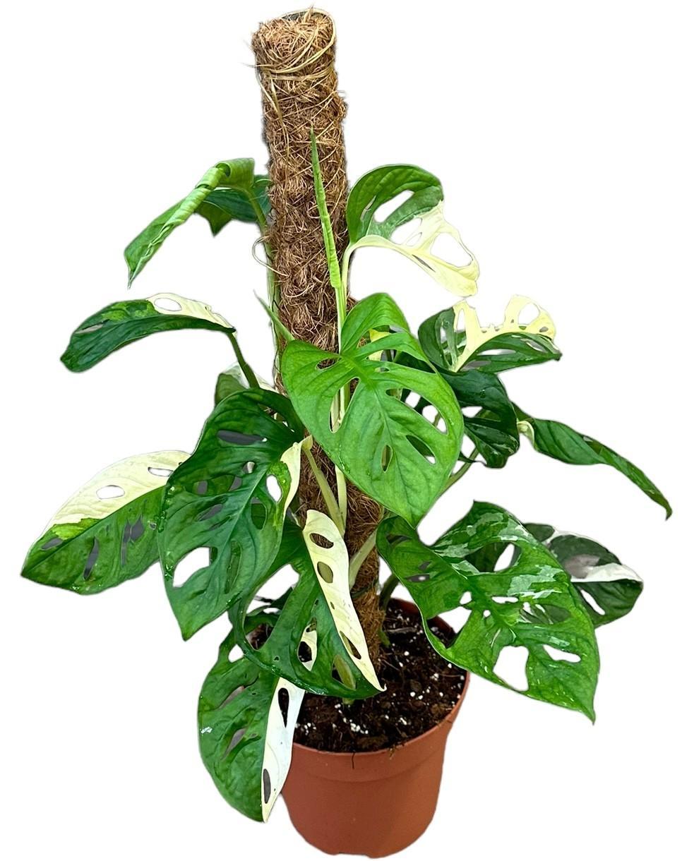 Monstera Adansonii Variegata – Ø17cm – ↕40cm