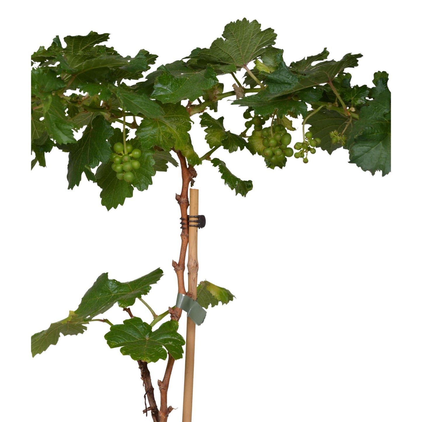 Vitis Pixie Riesling - White wine grape - Ø14 - ↨30cm