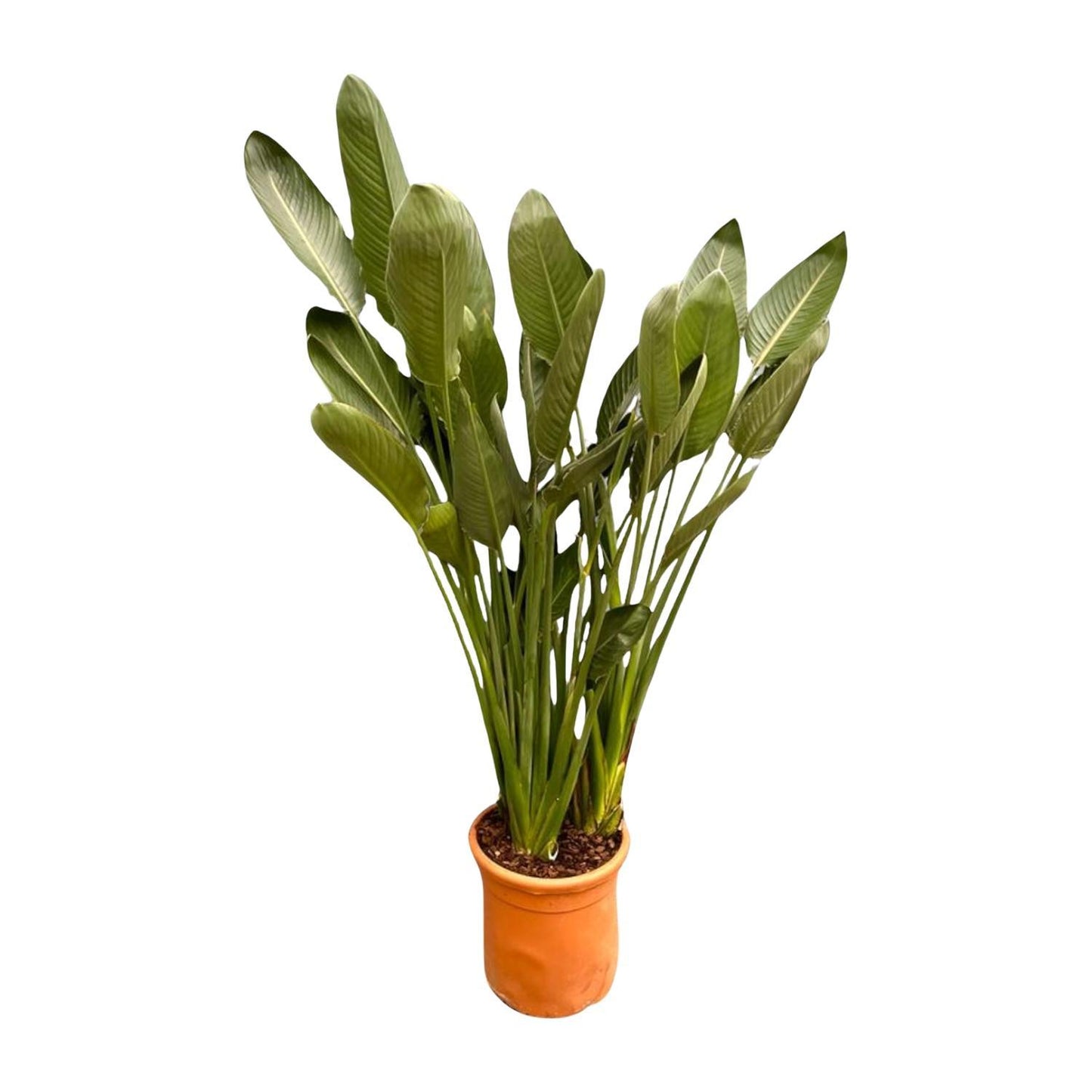 Strelitzia Reginae XL