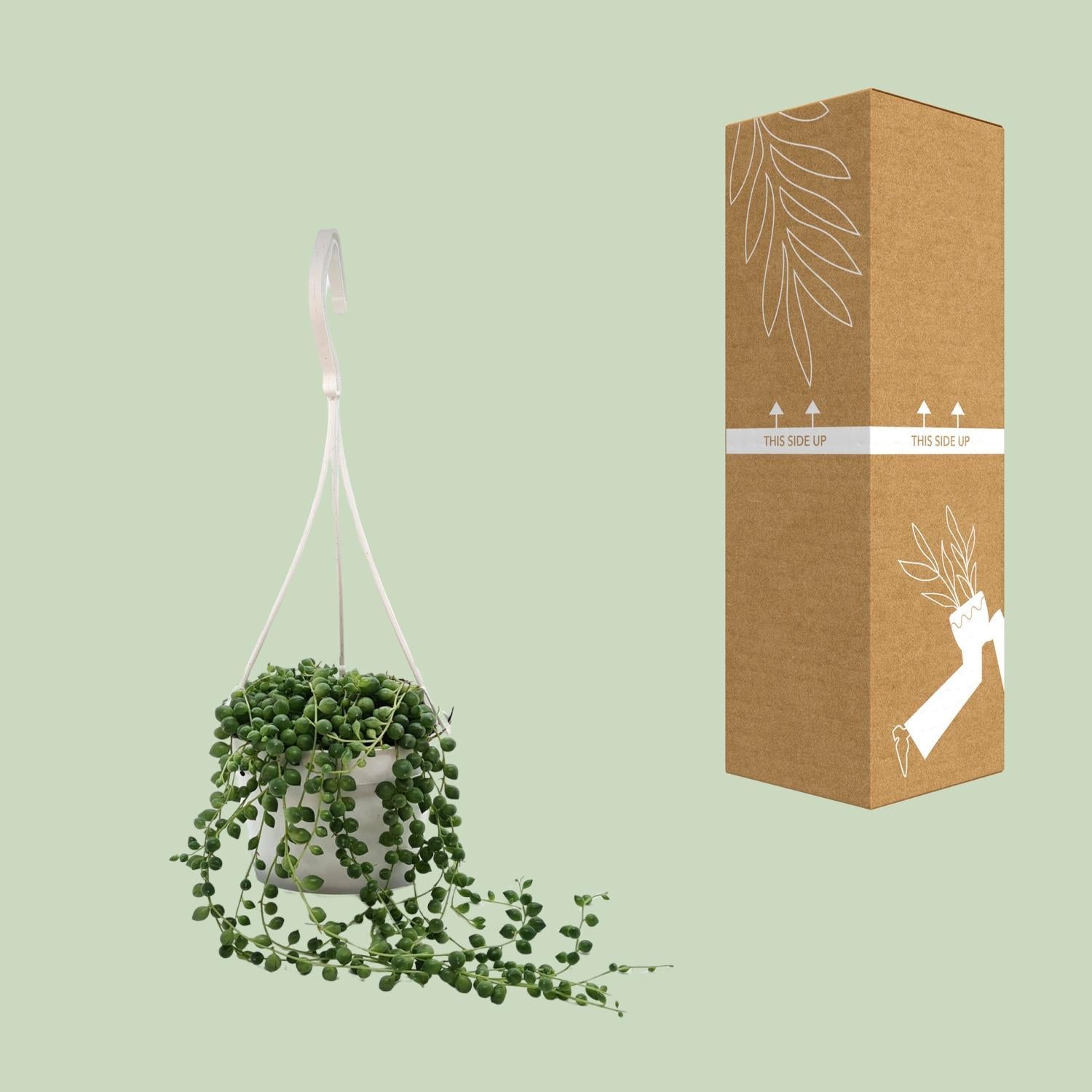 String of Pearls box