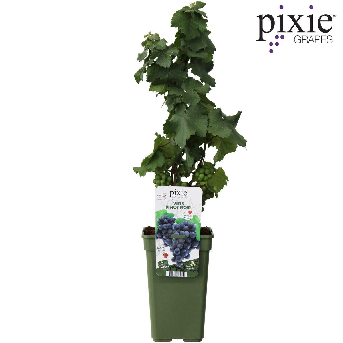 Vitis Pixie Pinot Noir - Blaue Weintraube - Ø19 - ↨65cm