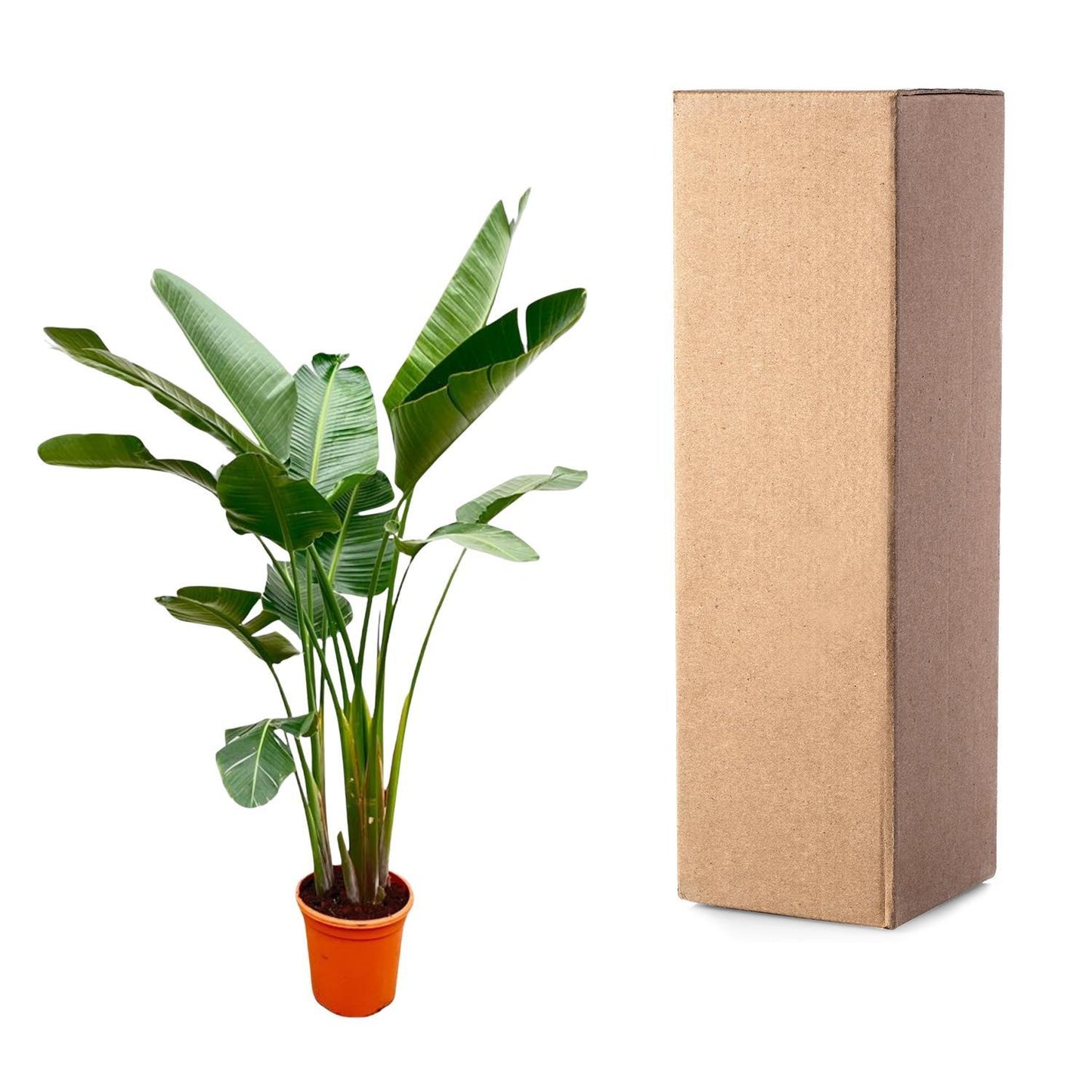 Strelitzia Augusta de luxe XL - 250cm - ø38