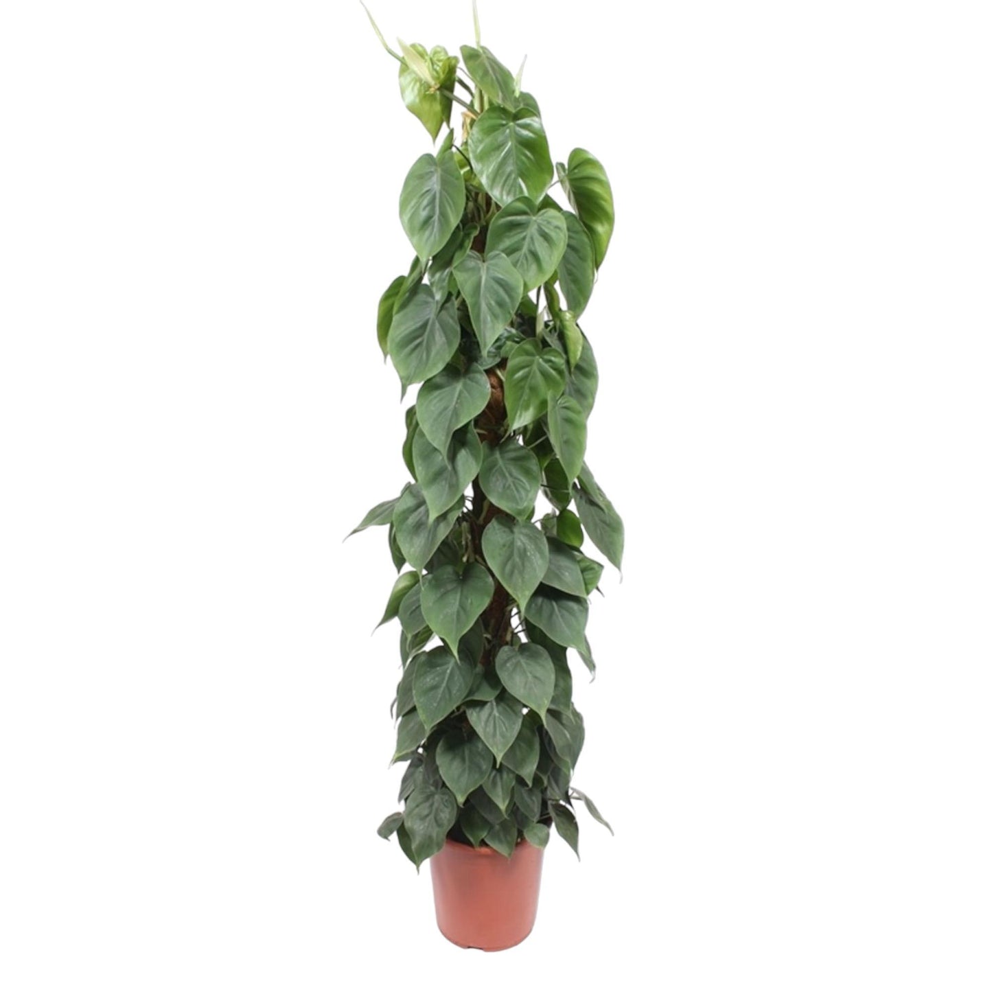 Philodendron Scandens Moss stick XL - 150 cm - ø27