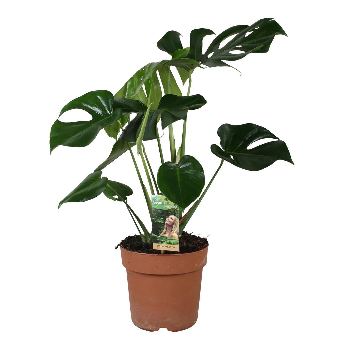 Monstera Deliciosa