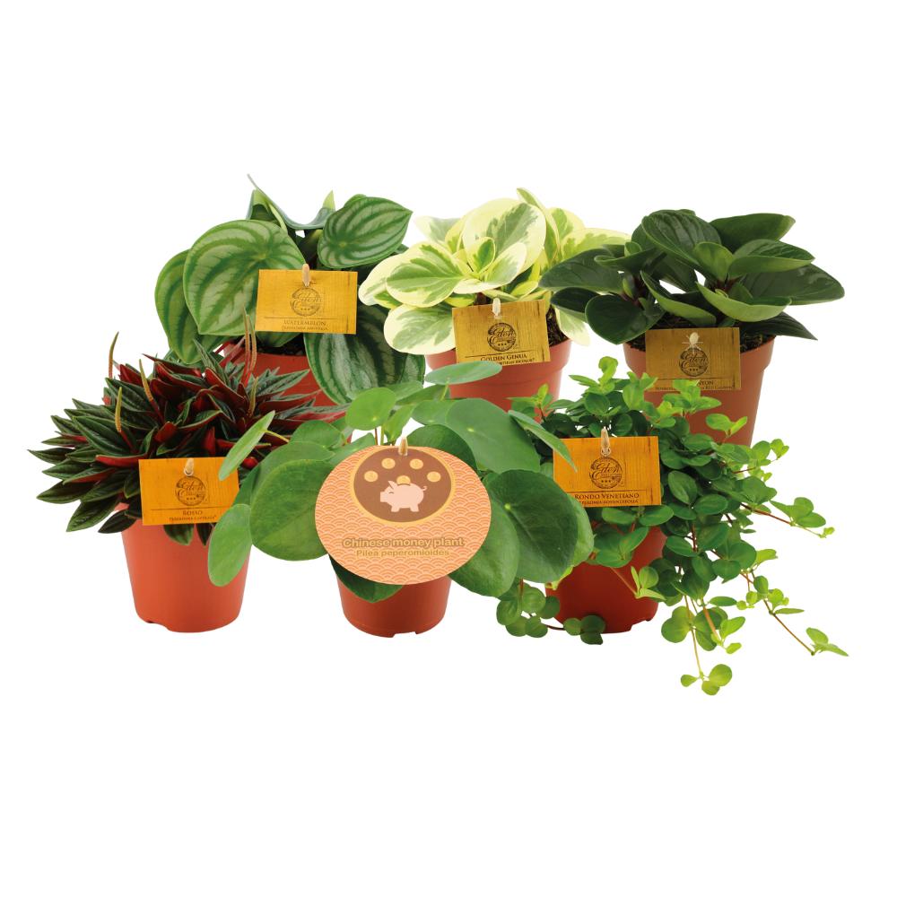 Peperomia Combi (6 pieces) - PlantMix Box