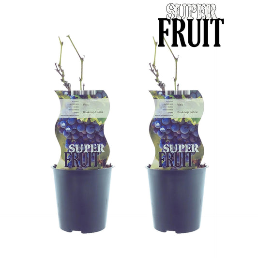 Vitis Boskoop Glory (Blue grape) - 2 pieces - Ø12cm - ↕30cm