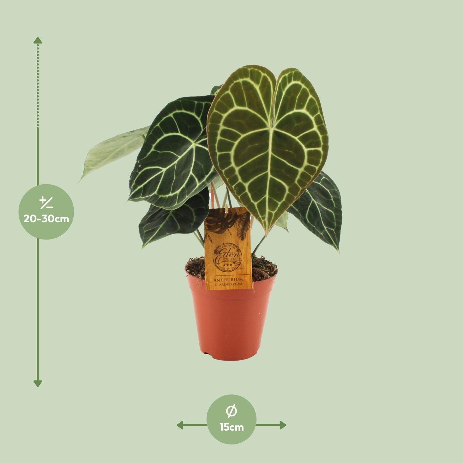 Anthurium Clarinervium size m measurements