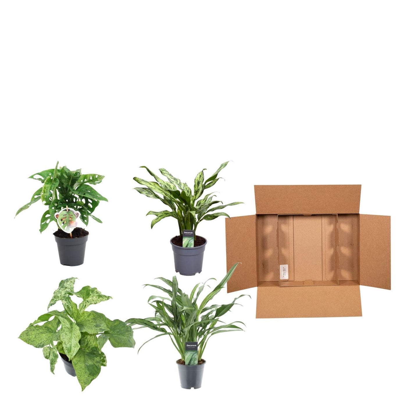 Green Combi (4 pieces) | PlantMix Box