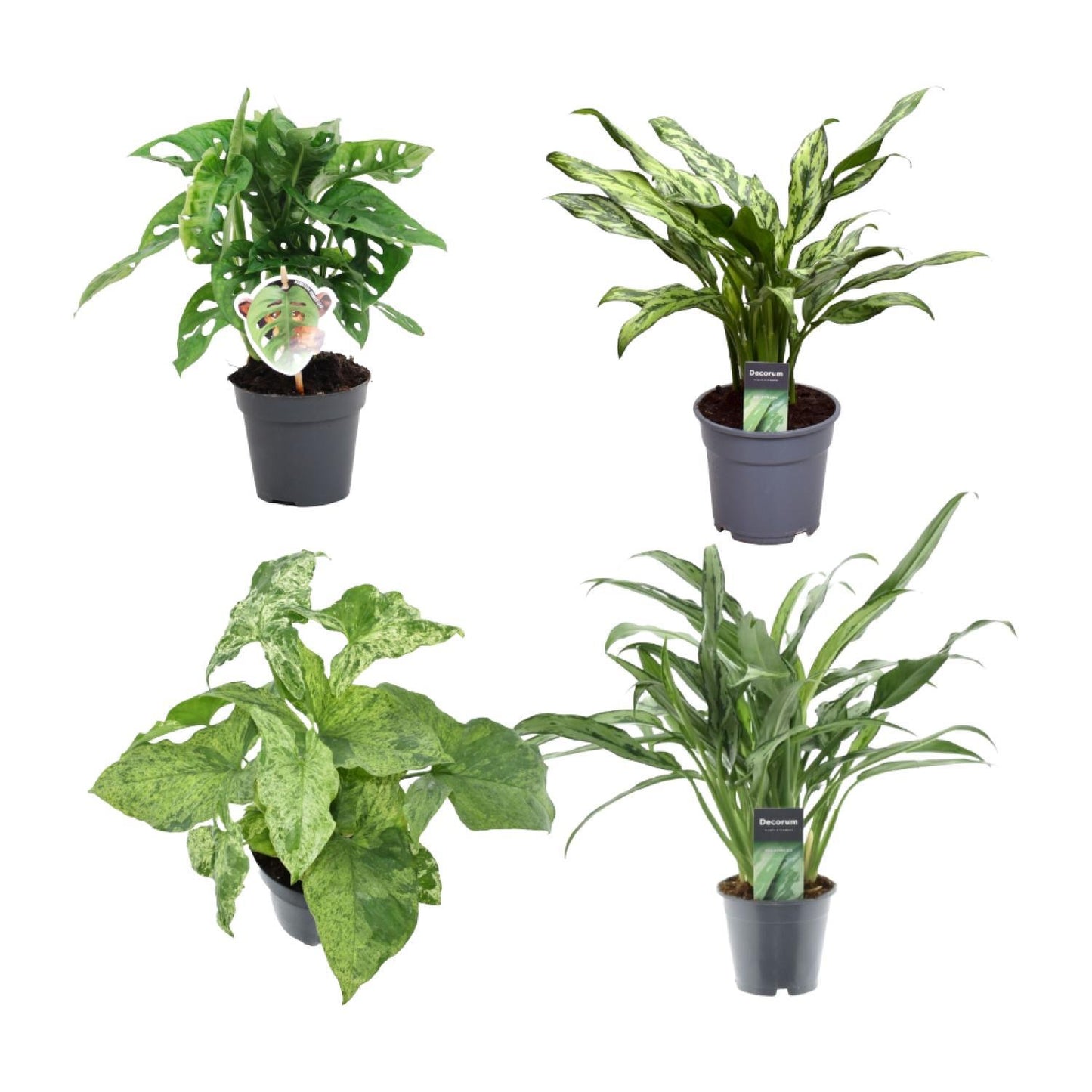 Green Combi (4 pieces) | PlantMix Box